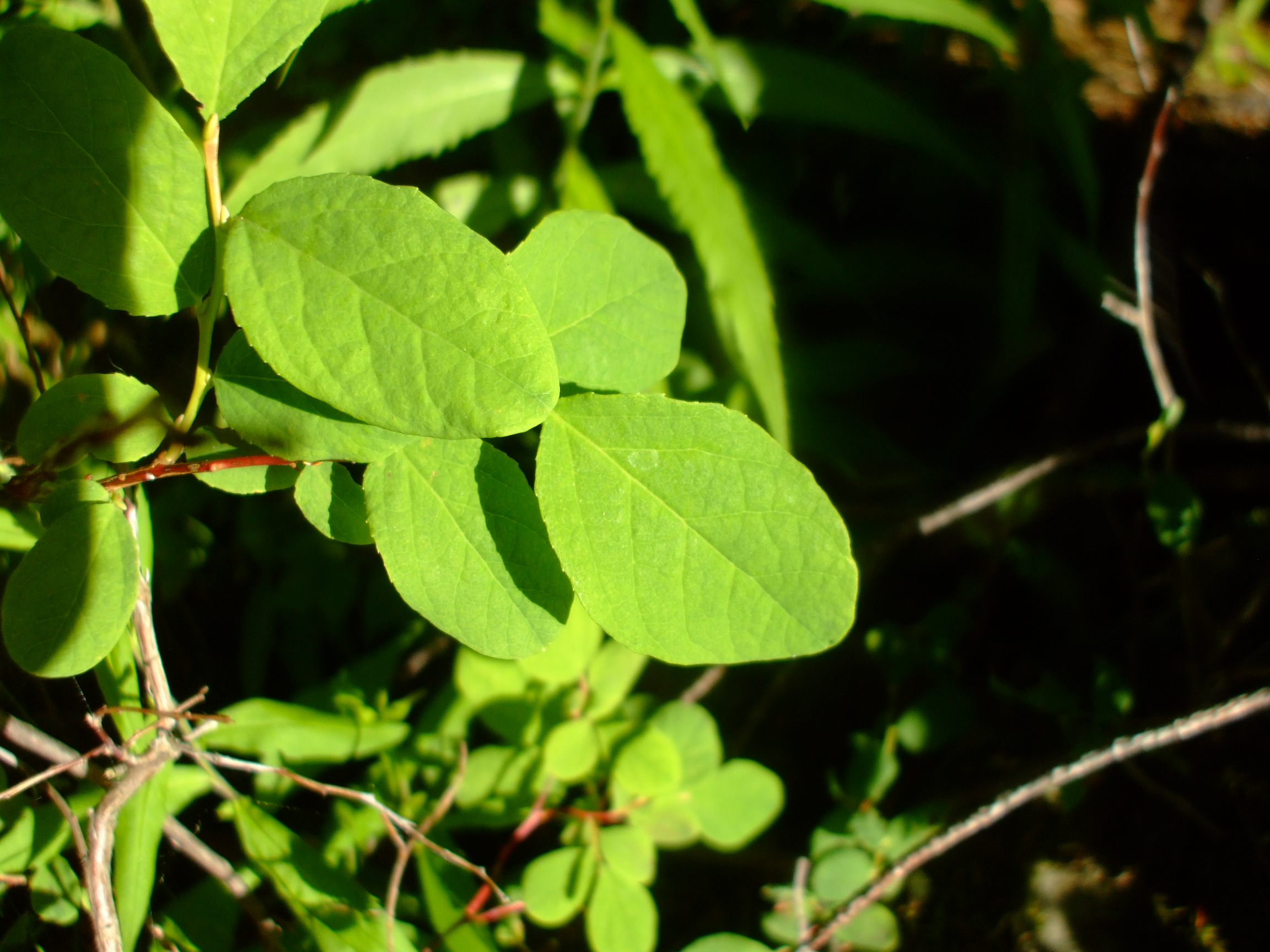 Vaccinium ovalifolium